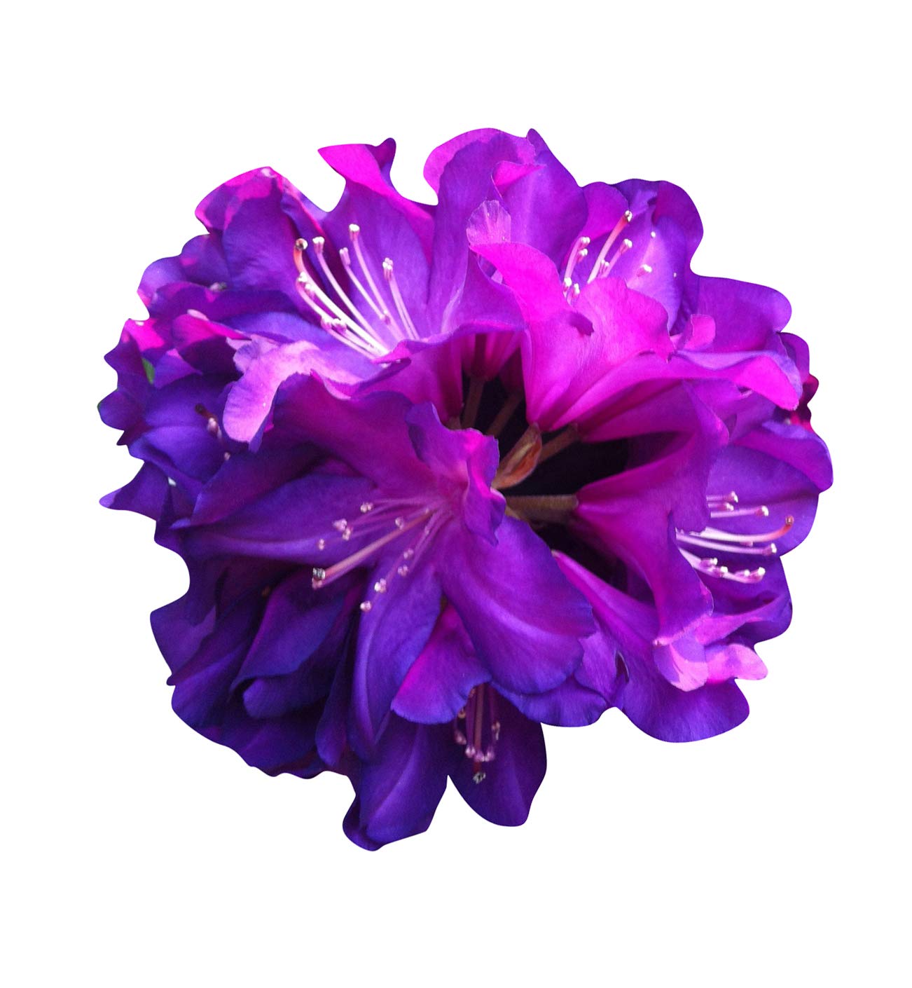 Heirloom Non-GMO Purple Azalea Flower Seeds for Planting – Vibrant Ornamental Shrub Seeds - Non-GMO for planting in home garden